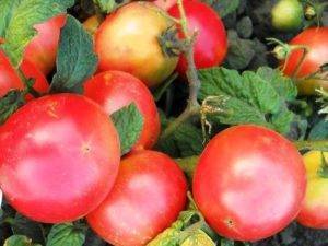 Крайне необычный и экзотичный гость на вашей грядке — томат «негритенок»: выращиваем сами и наслаждаемся урожаем