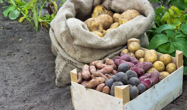 Картофель аврора: характеристики сорта, отзывы, вкусовые качества