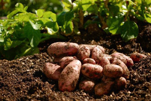 Что посадить после картошки: правила севооборота