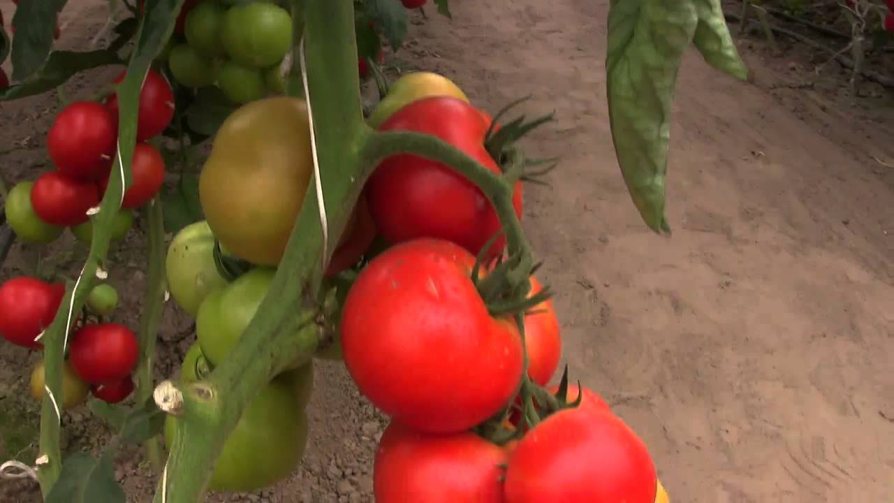 Урожайность, характеристика и описание сорта томата аляска