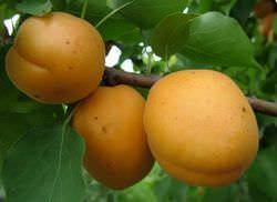 Колонновидные абрикосы: лучшие сорта и советы по выращиванию