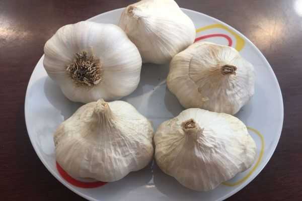 Острый и урожайный: чеснок юбилейный грибовский для посадки под зиму