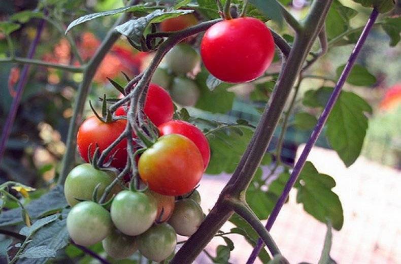 Гибрид томата «афродита f1»: фото, отзывы, описание, характеристика, урожайность