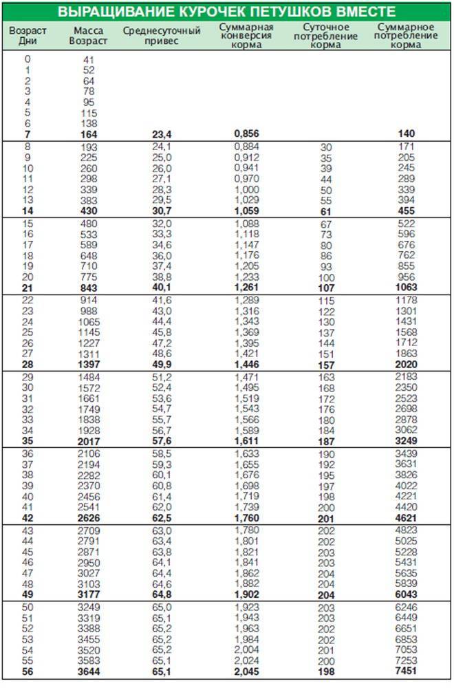 Температурный режим при выращивании бройлеров. таблица температур для бройлеров