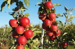 Описание и характеристики сорта яблонь уральское наливное, морозоустойчивость и особенности выращивания