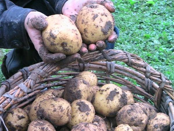 Описание сорта картофеля Киви, его характеристика и урожайность