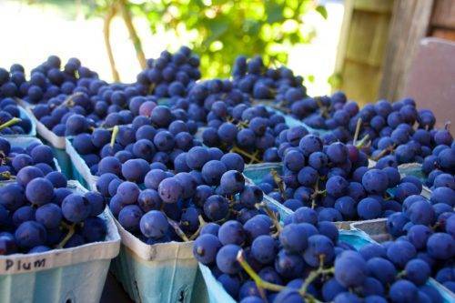 Описание винограда сорта зарево, правила посадки и выращивания