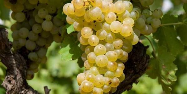 Описание винограда сорта кишмиш лучистый, особенности посадки и выращивания