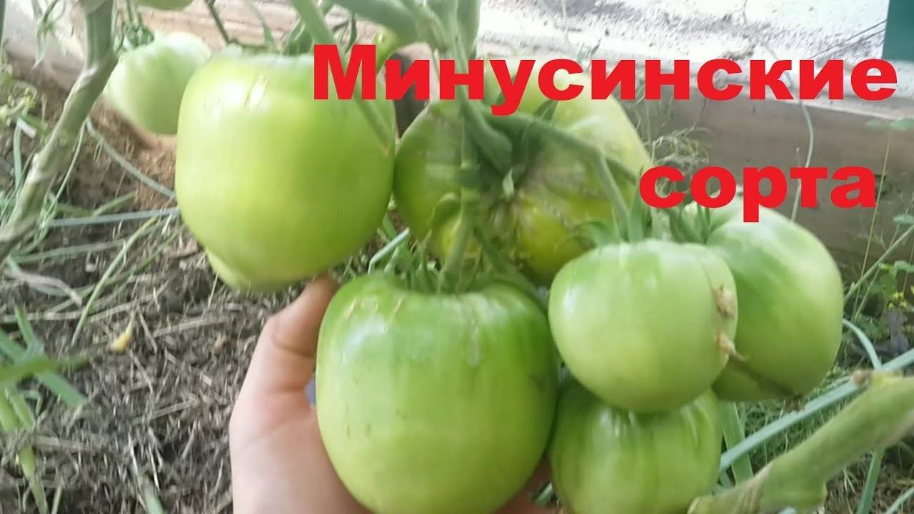 Минусинские помидоры: описание сортов, отзывы, фото