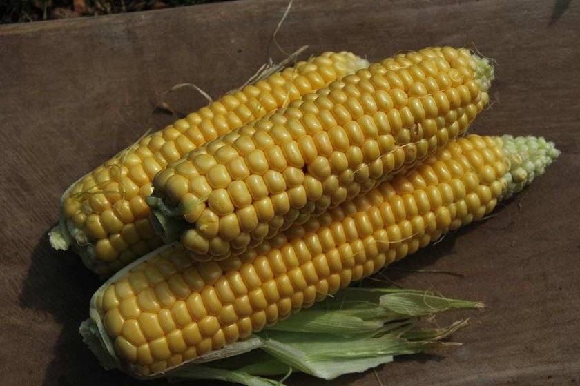Описание сорта земляничной декоративной кукурузы, ее посадка, выращивание и уход