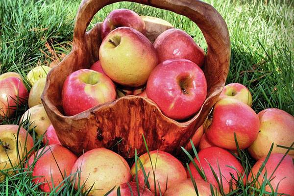 Как сделать вкусный мармелад из яблок в домашних условиях. пошаговые рецепты домашнего мармелада из яблок с фото. как приготовить мармелад из яблок на зиму