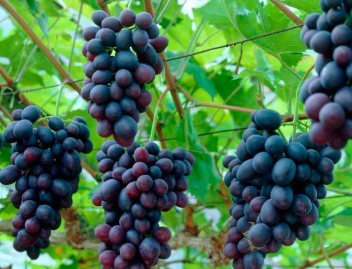 Как размножить девичий виноград