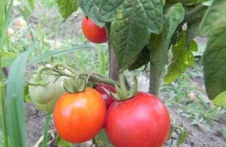 Низкорослые томаты