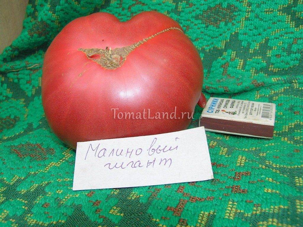 Помидоры малиновый гигант – лучшие представители розовоплодных томатов
