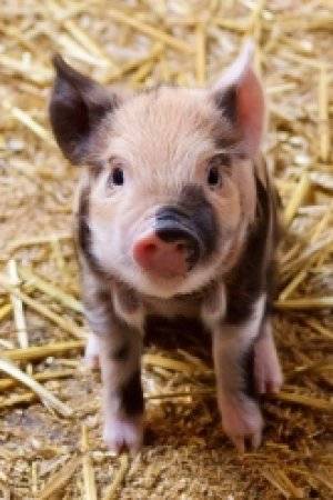 Миргородская свинья: подробное описание породы