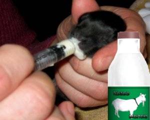 Почему коза кашляет: симптомы, состояние животного, как лечить