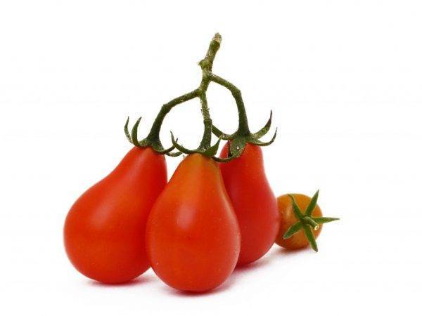 Сорт томата «груша красная»: описание, характеристика, посев на рассаду, подкормка, урожайность, фото, видео и самые распространенные болезни томатов