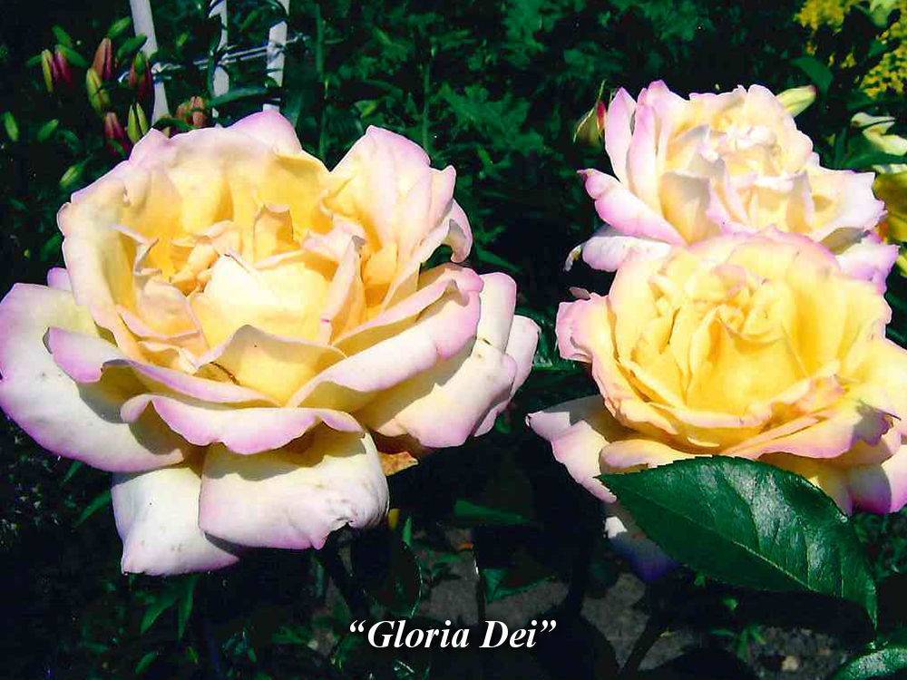Роза глория дей (gloria dei) — описание плетистого сорта