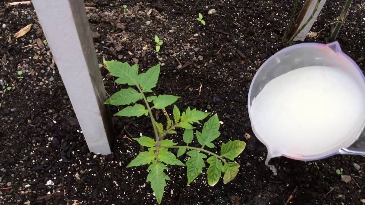 Выясняем чем подкормить рассаду перцев, а также когда и как часто это делать, какие удобрения использовать