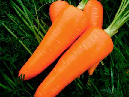 Характеристика моркови шантанэ и особенности её выращивания
