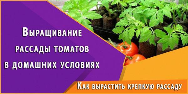 Посадка томатов на рассаду