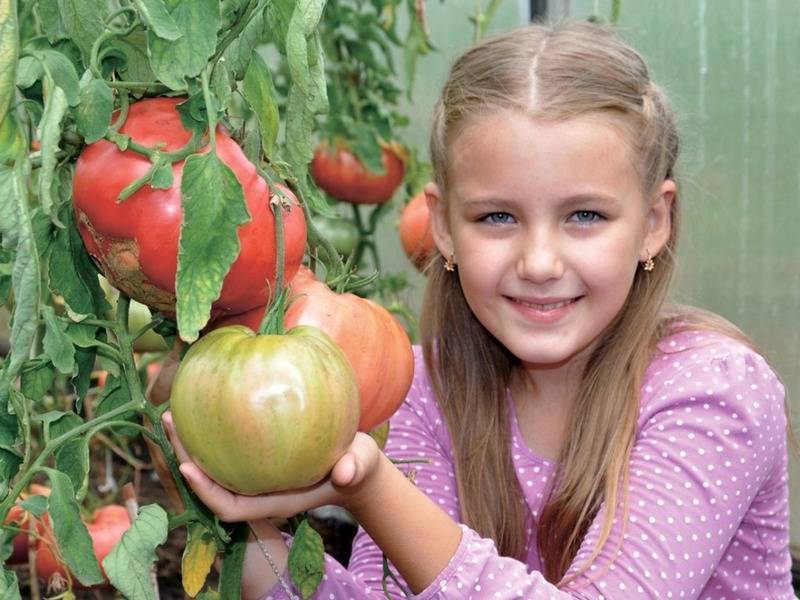 Каковы отличительные характеристики биф-томатов