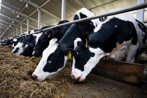 Порода коровы – бельгийская голубая: особенности, уход и продуктивность