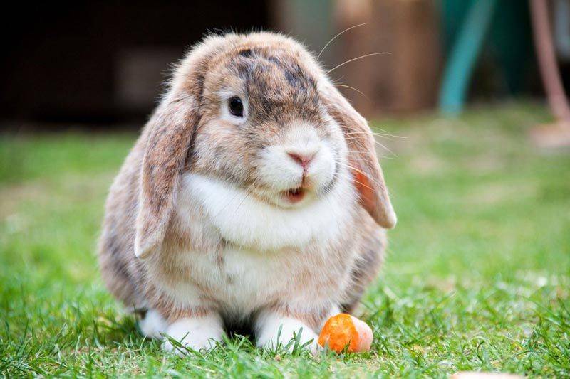 Порода кроликов — баран. подвиды, их особенности и содержание