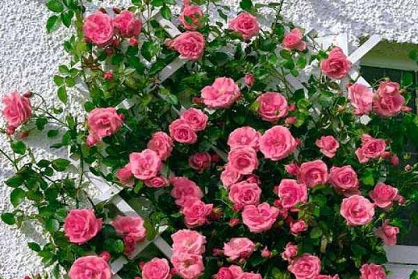 Роза плетистая - посадка и уход, фото и схемы обрезки, укрытие на зиму