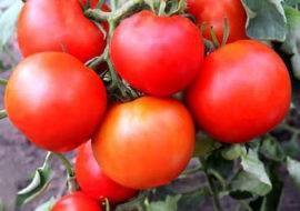 Высокоурожайные томаты для занятых людей «иришка f1»: описание сорта и его основные характеристики