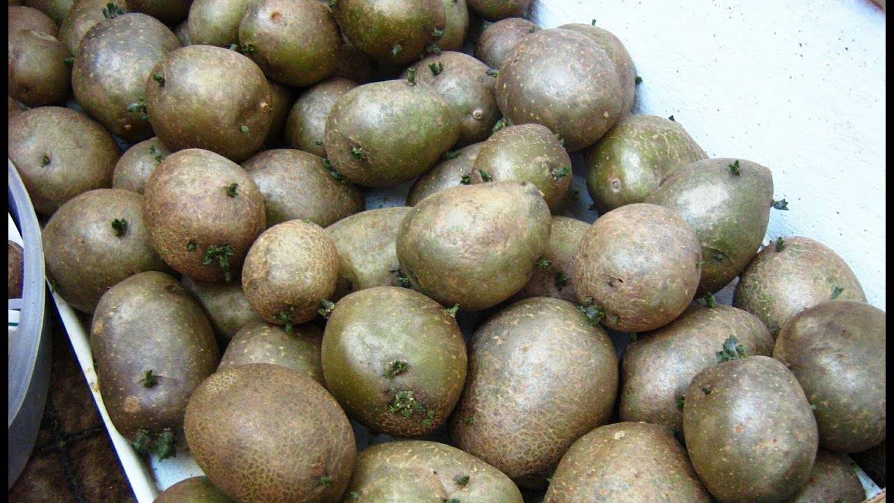 Сорт картофеля сорокодневка: описание и характеристика, отзывы