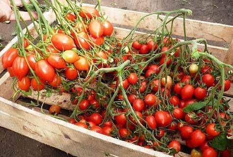 Описание и характеристики сорта томата Поцелуй герани, его урожайность