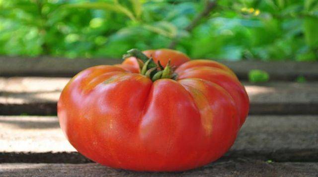 Томат «гордость сибири». описание сорта — характеристика урожайности и агротехника посадки, ухода и выращивания помидора (фото)