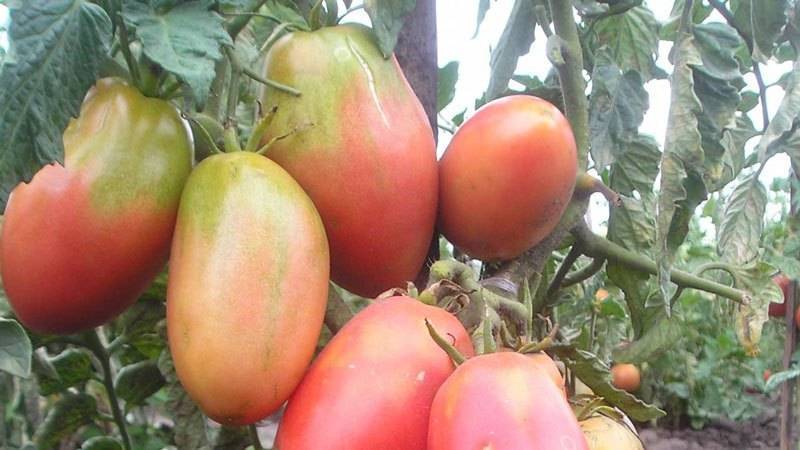 Томат турмалин: характеристика и описание сорта, его урожайность с фото