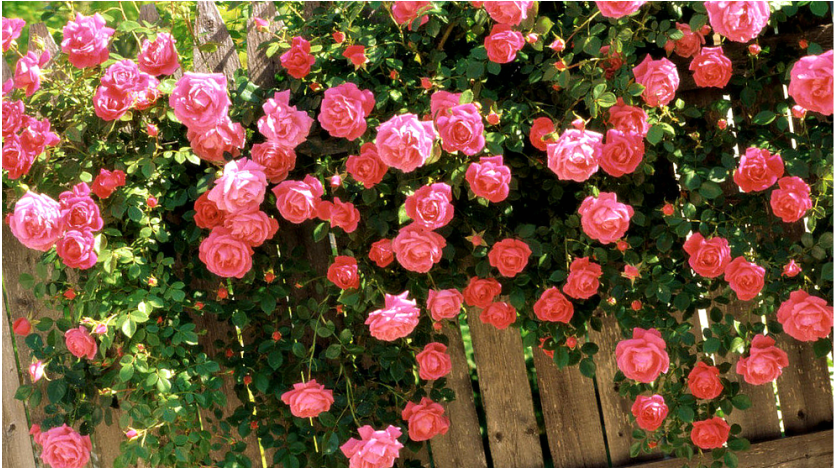Плетистая роза индиголетта: описание, посадка и уход