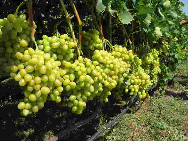 Особенности обработки винограда пищевой содой