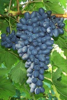 Девичий виноград: описание сорта, посадка и правила ухода