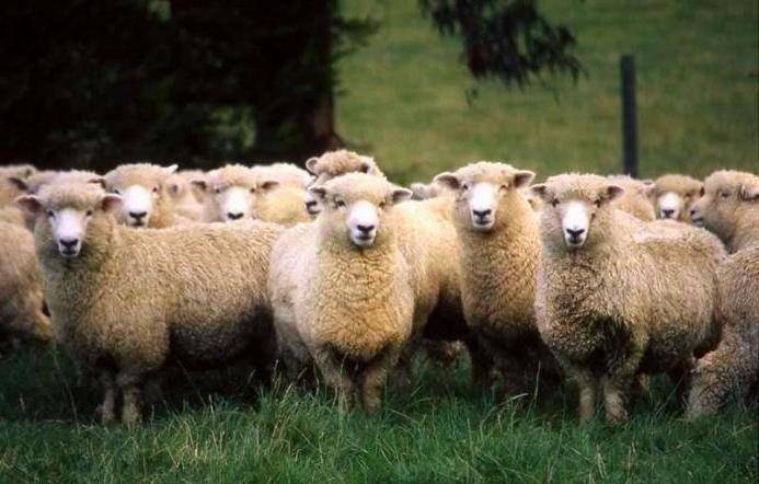 Дорпер — порода овец