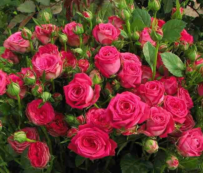 Розы спрей – посадка и уход в саду