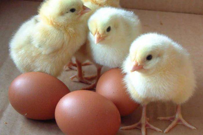 Как безошибочно определить возраст курицы несушки