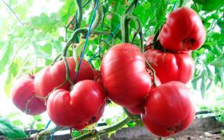 Описание и выращивание томата поцелуй герани