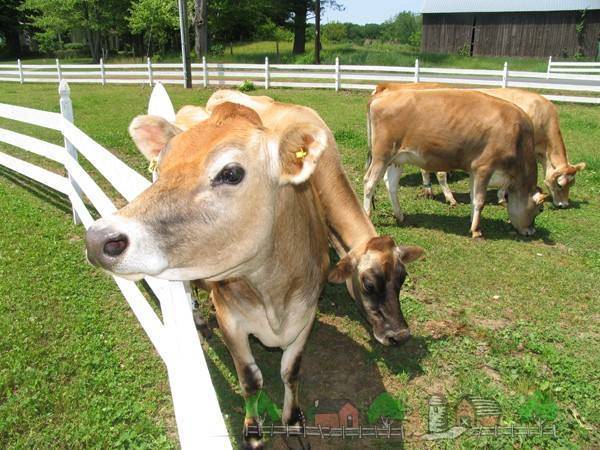 Атония преджелудков у коровы