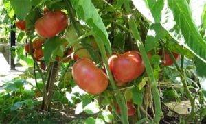 Урожайный томат розовый слон: описание сорта