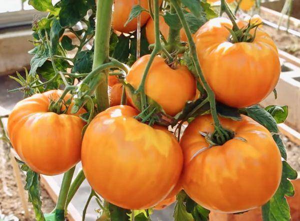 Описание сорта томата толстый боцман и его характеристики