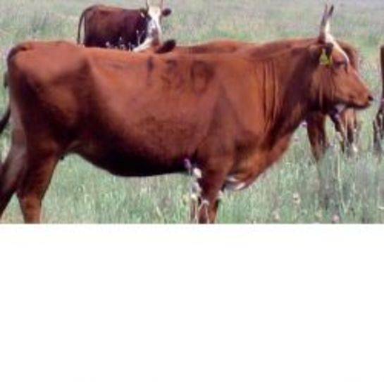 Высокопродуктивная калмыцкая порода коров