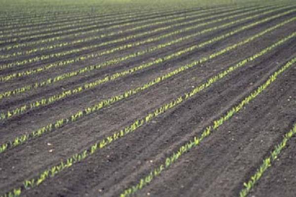 Правильная технология возделывания кукурузы на силос