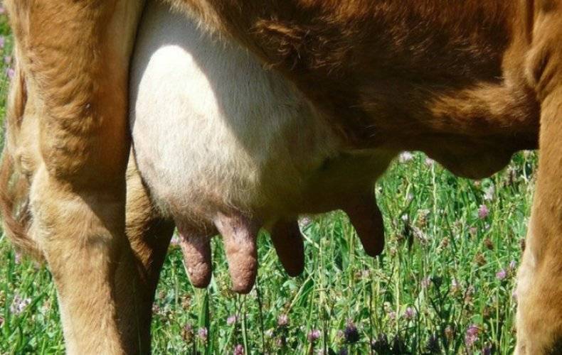Каковы причины появления молока с кровью у коровы?