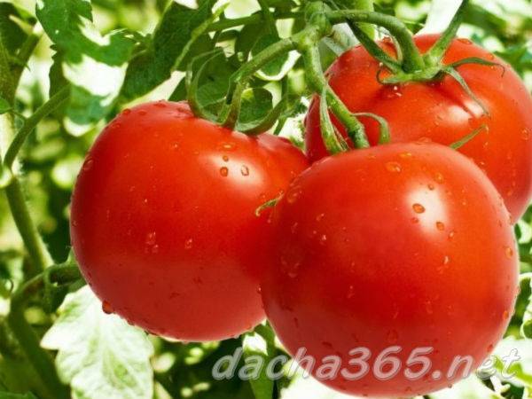 Томат фитоус: характеристика и описание сорта, урожайность с фото
