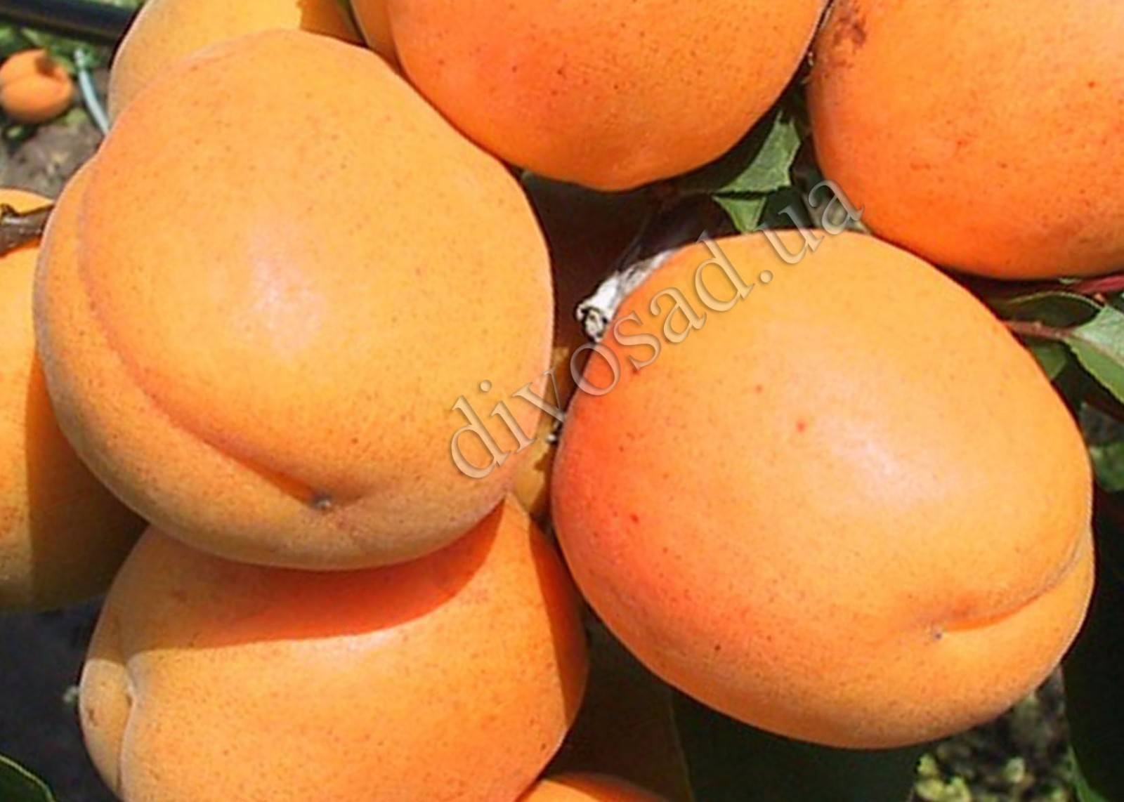 Описание сорта абрикоса голдрич