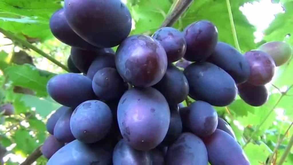 Особенности винограда викинг: непростой характерный сорт для настоящих профессионалов